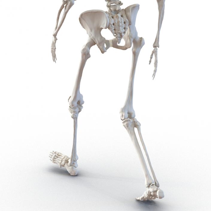 3D Human Female Skeleton Pose 3 model