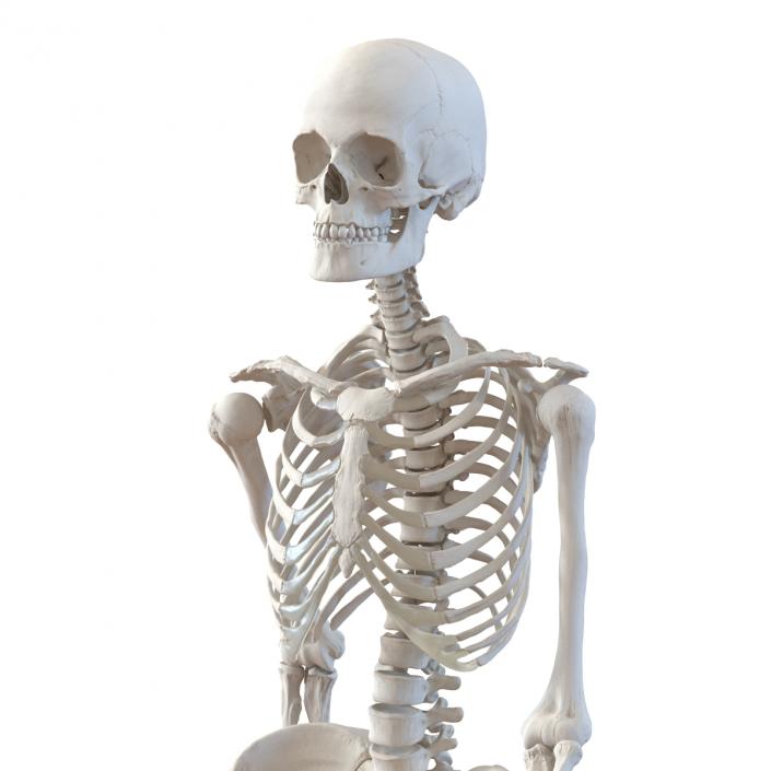 3D Human Female Skeleton Pose 3 model