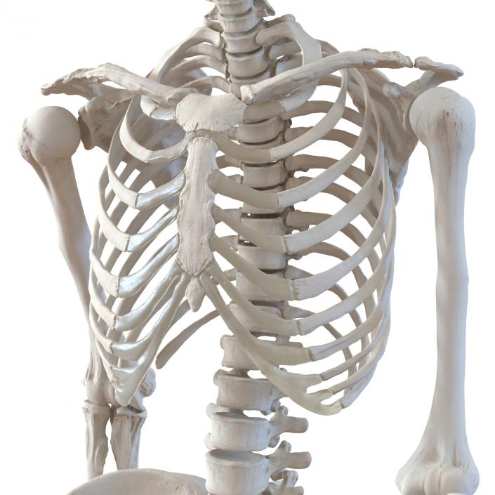 3D Human Female Skeleton Pose 3 model