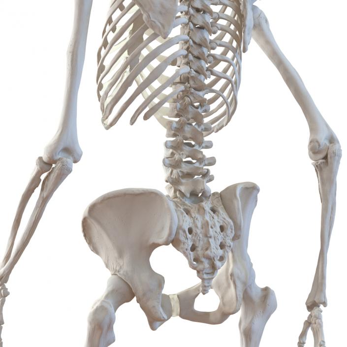 3D Human Female Skeleton Pose 3 model