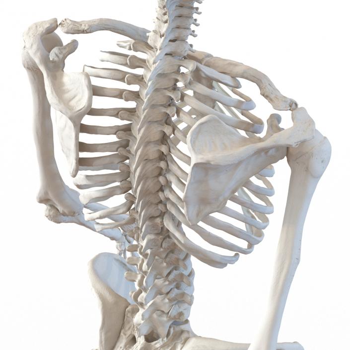 3D Human Female Skeleton Pose 3 model