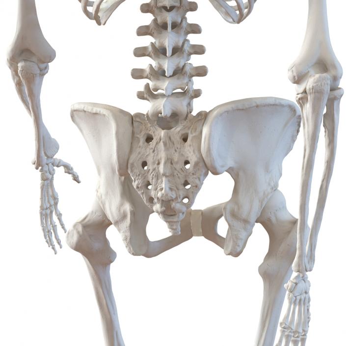 3D Human Female Skeleton Pose 3 model