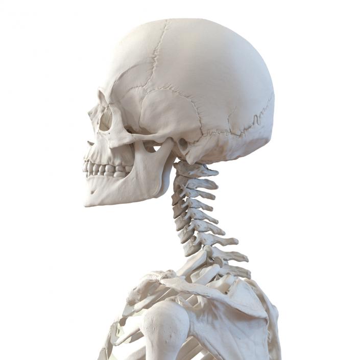 3D Human Female Skeleton Pose 3 model