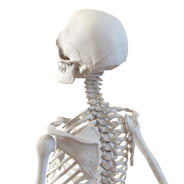 3D Human Female Skeleton Pose 3 model