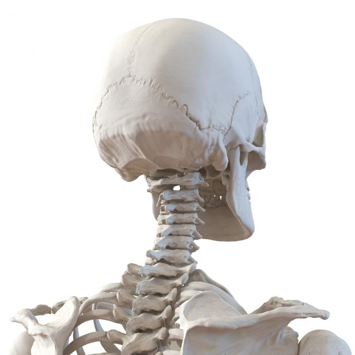 3D Human Female Skeleton Pose 3 model