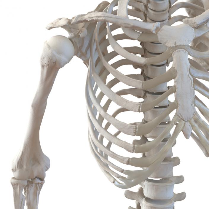 3D Human Female Skeleton Pose 3 model