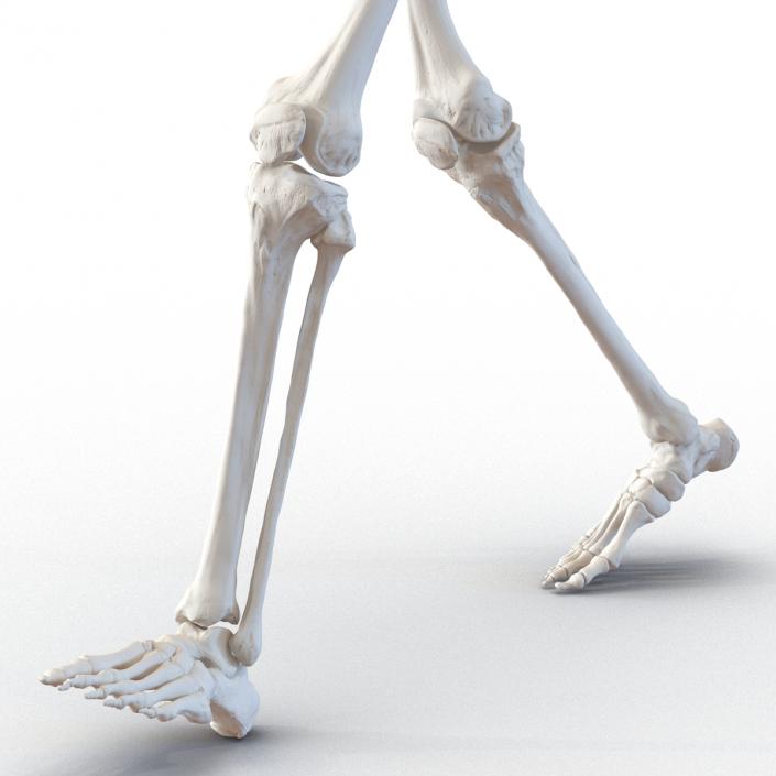 3D Human Female Skeleton Pose 3 model