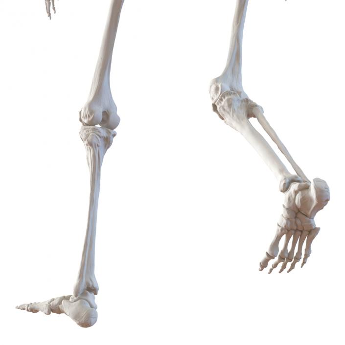 3D Human Female Skeleton Pose 3 model