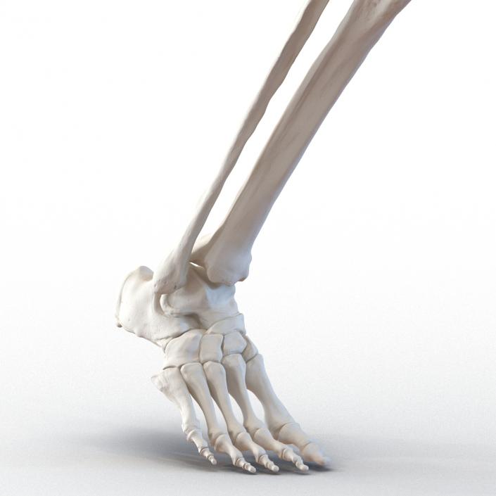 3D Human Female Skeleton Pose 3 model