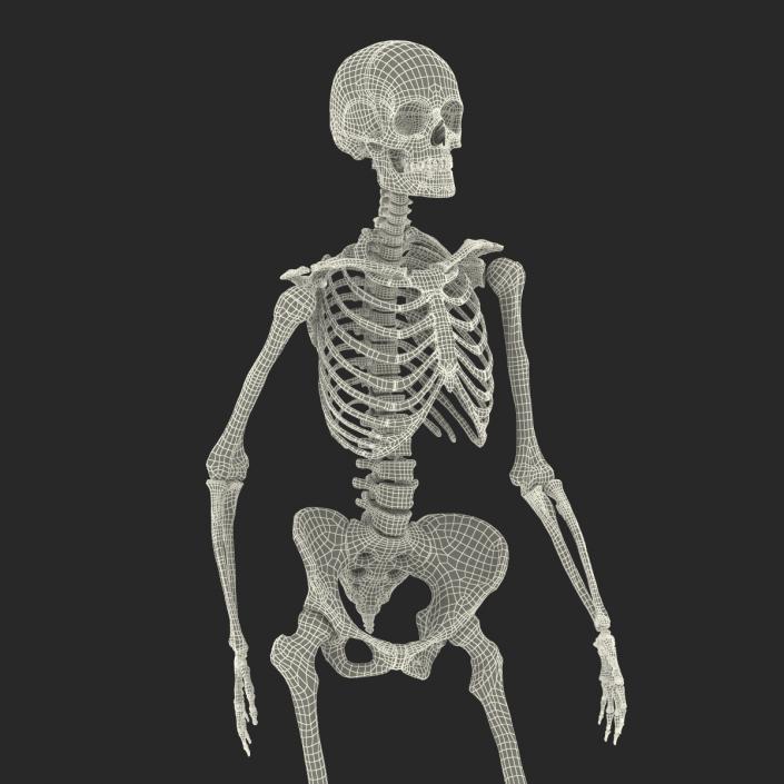 3D Human Female Skeleton Pose 3 model