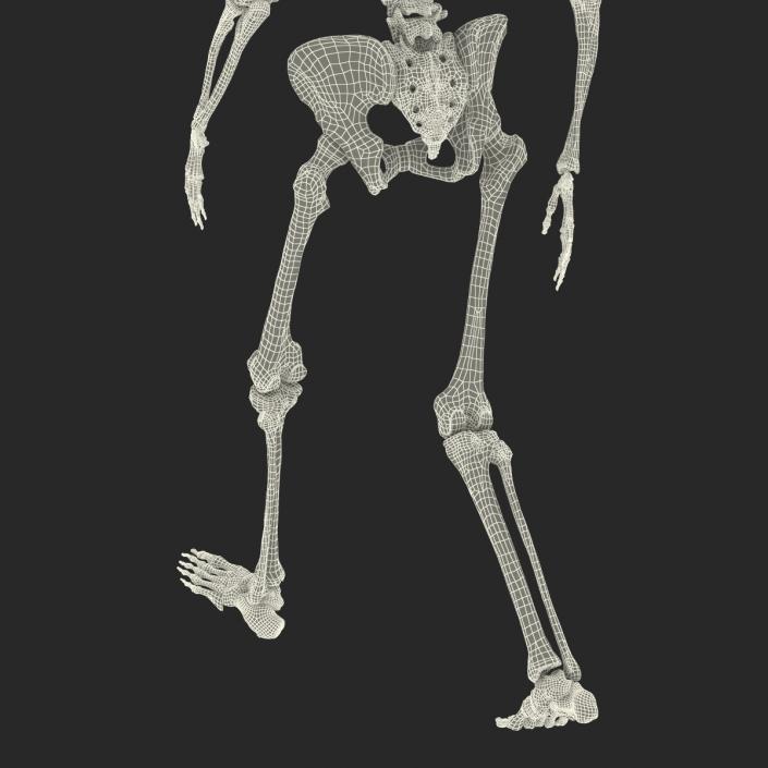 3D Human Female Skeleton Pose 3 model