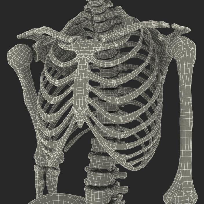 3D Human Female Skeleton Pose 3 model