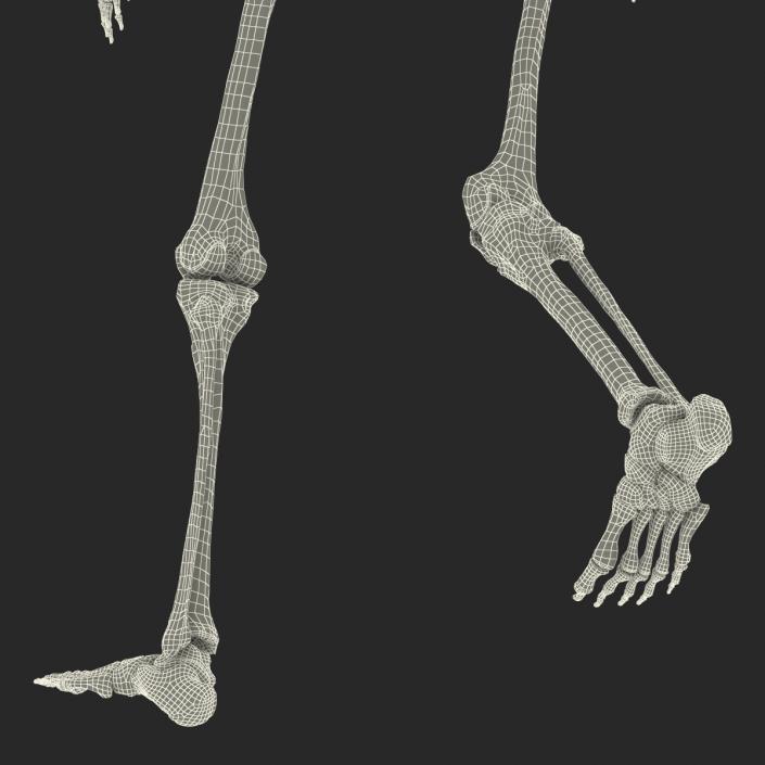 3D Human Female Skeleton Pose 3 model