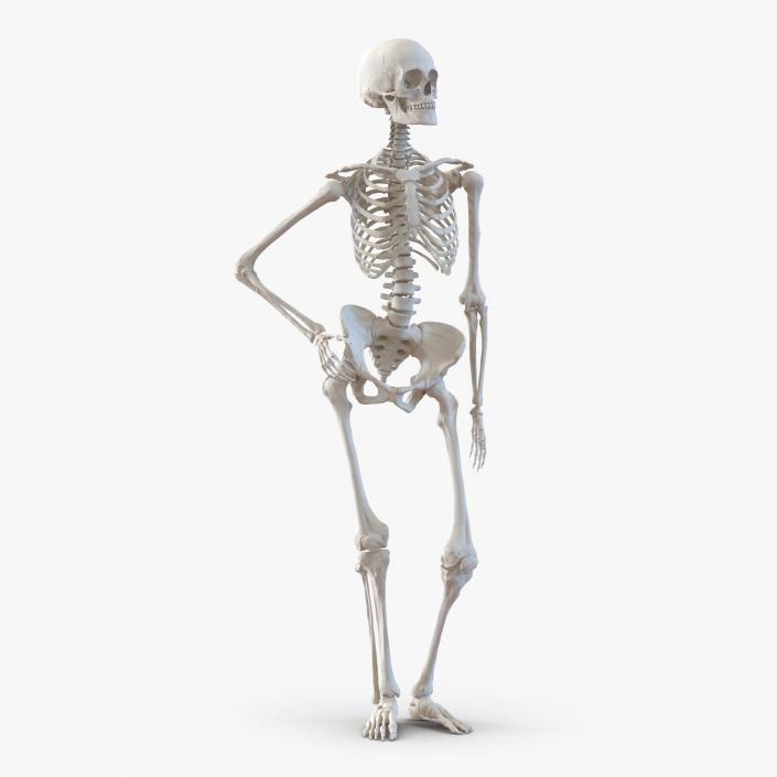 3D Human Female Skeleton Pose 2 model