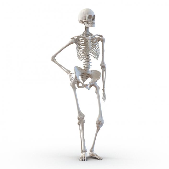 3D Human Female Skeleton Pose 2 model