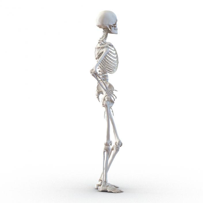 3D Human Female Skeleton Pose 2 model