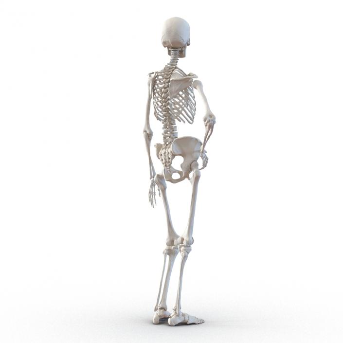 3D Human Female Skeleton Pose 2 model