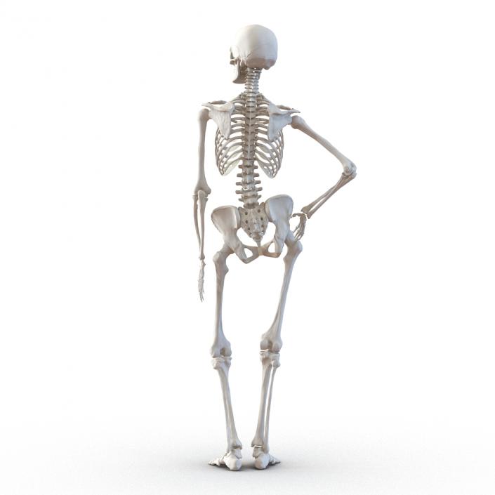 3D Human Female Skeleton Pose 2 model