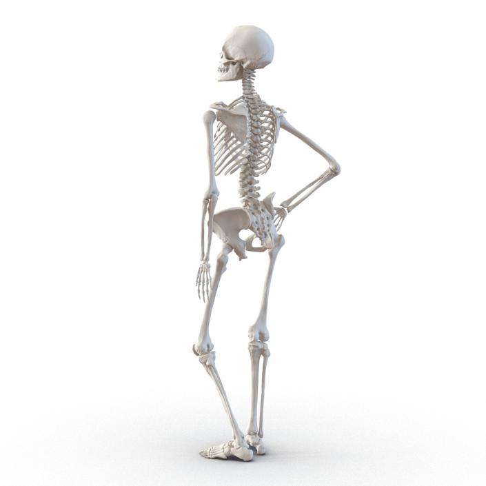 3D Human Female Skeleton Pose 2 model