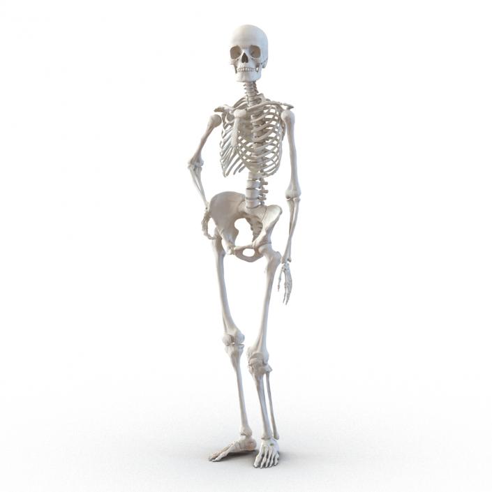 3D Human Female Skeleton Pose 2 model