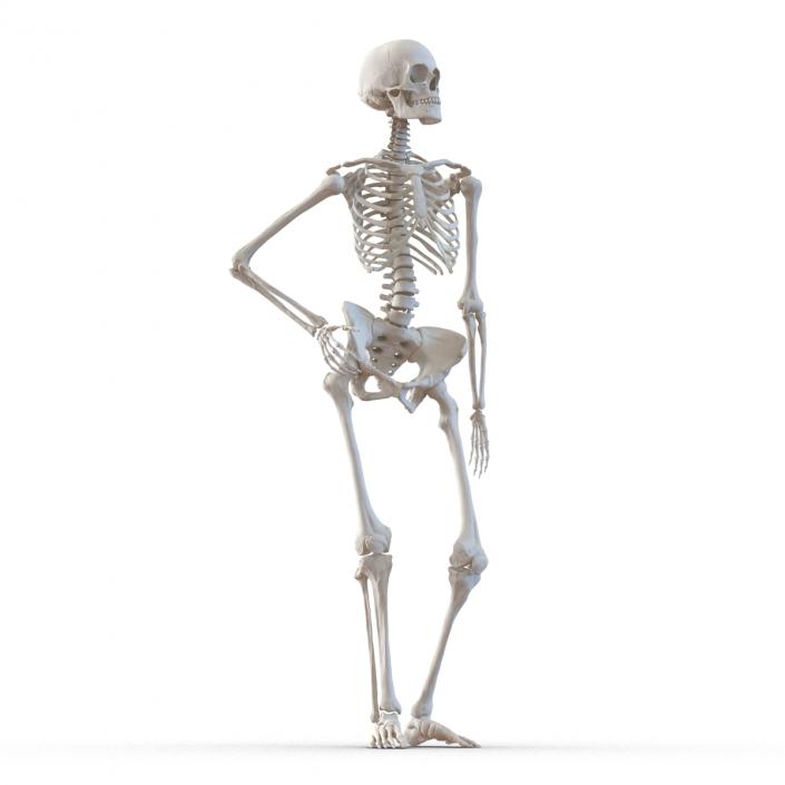 3D Human Female Skeleton Pose 2 model