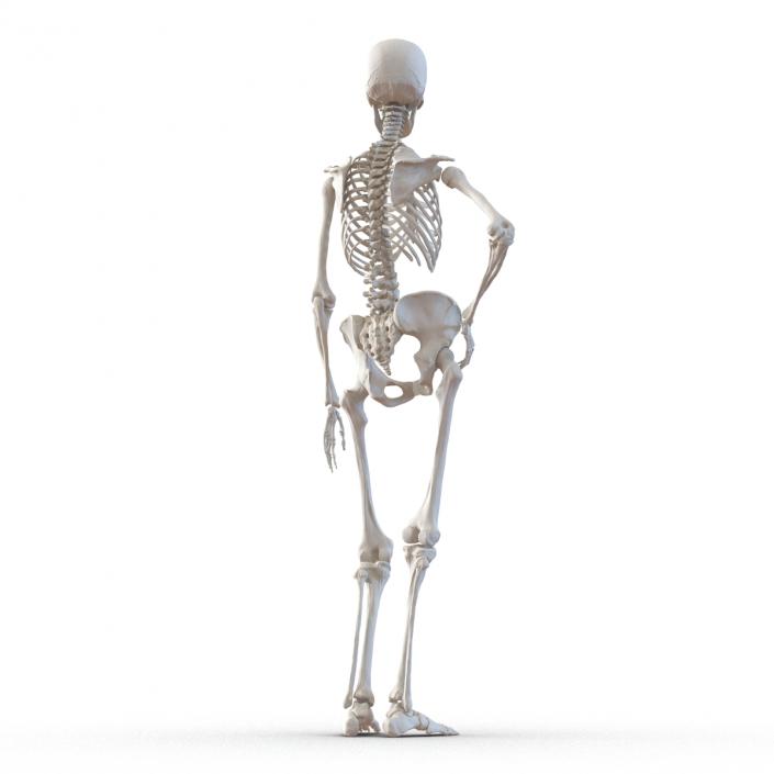 3D Human Female Skeleton Pose 2 model