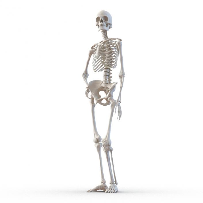 3D Human Female Skeleton Pose 2 model