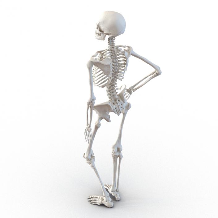 3D Human Female Skeleton Pose 2 model