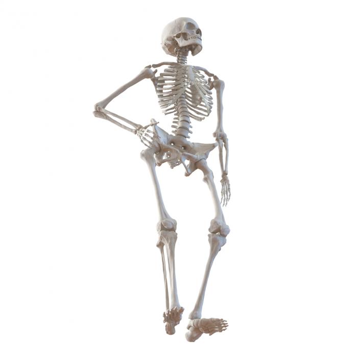 3D Human Female Skeleton Pose 2 model