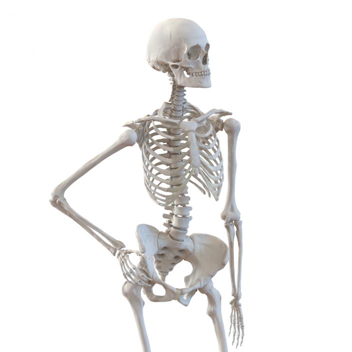 3D Human Female Skeleton Pose 2 model