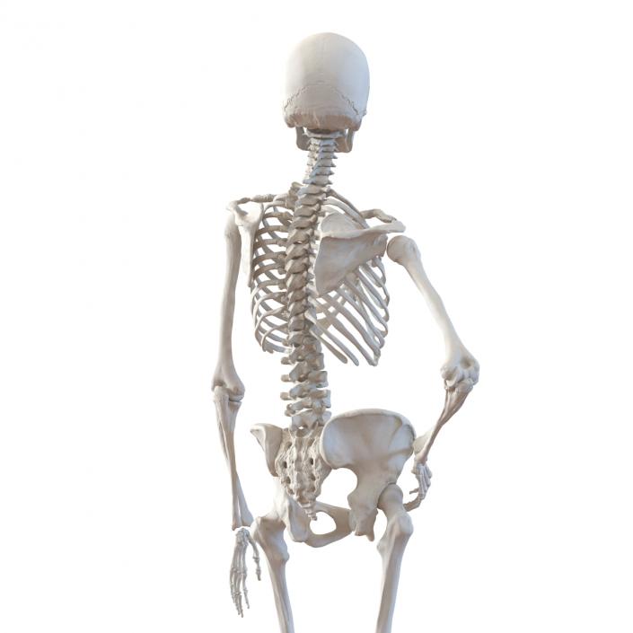 3D Human Female Skeleton Pose 2 model