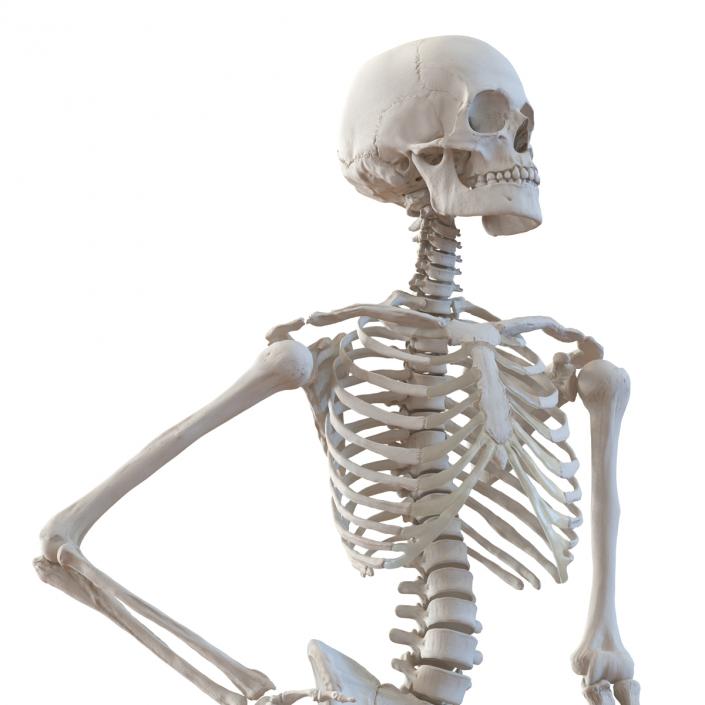 3D Human Female Skeleton Pose 2 model