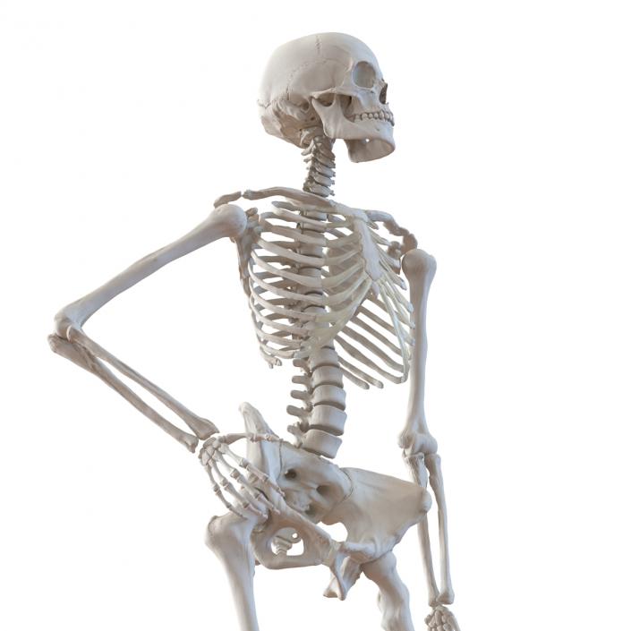 3D Human Female Skeleton Pose 2 model