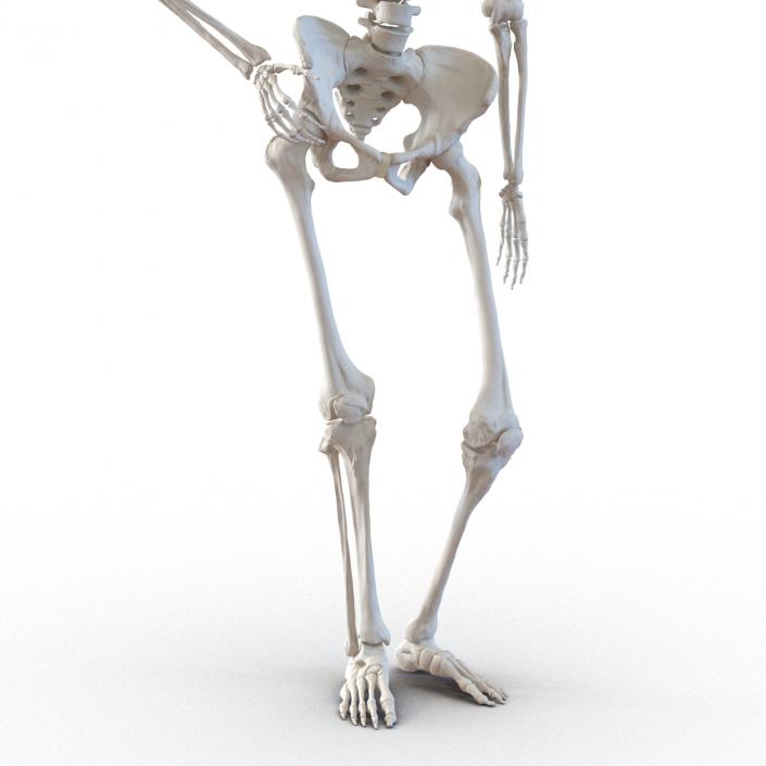 3D Human Female Skeleton Pose 2 model