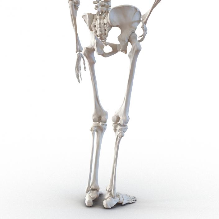 3D Human Female Skeleton Pose 2 model