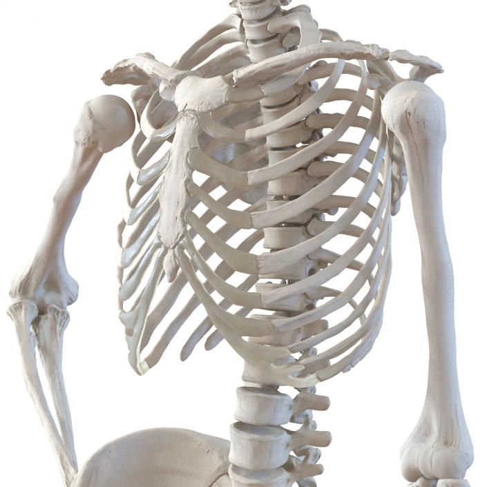 3D Human Female Skeleton Pose 2 model