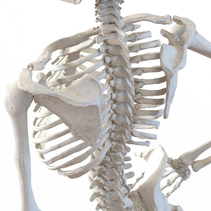 3D Human Female Skeleton Pose 2 model