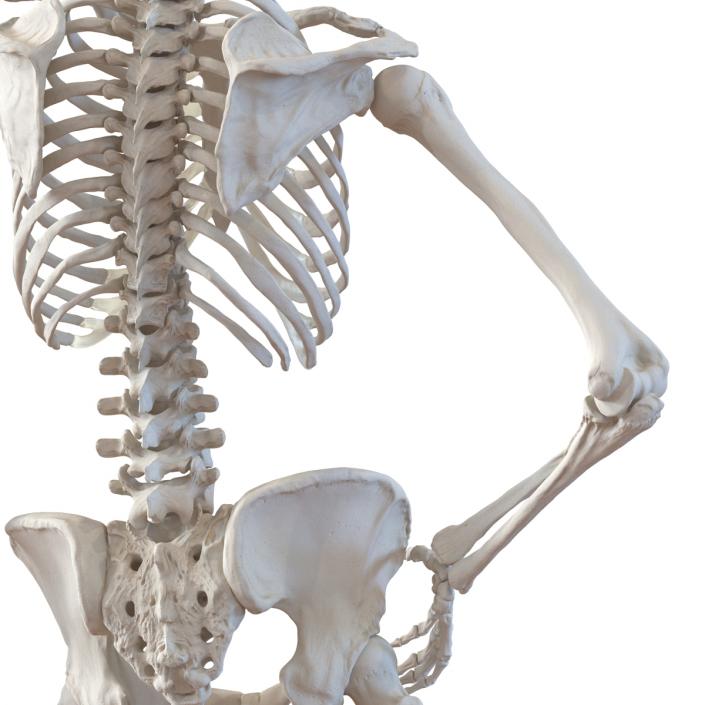 3D Human Female Skeleton Pose 2 model