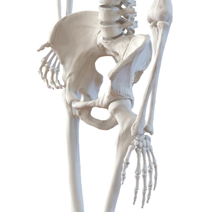 3D Human Female Skeleton Pose 2 model