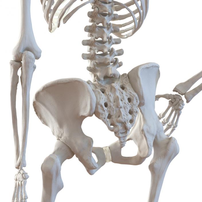 3D Human Female Skeleton Pose 2 model