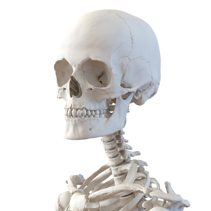 3D Human Female Skeleton Pose 2 model