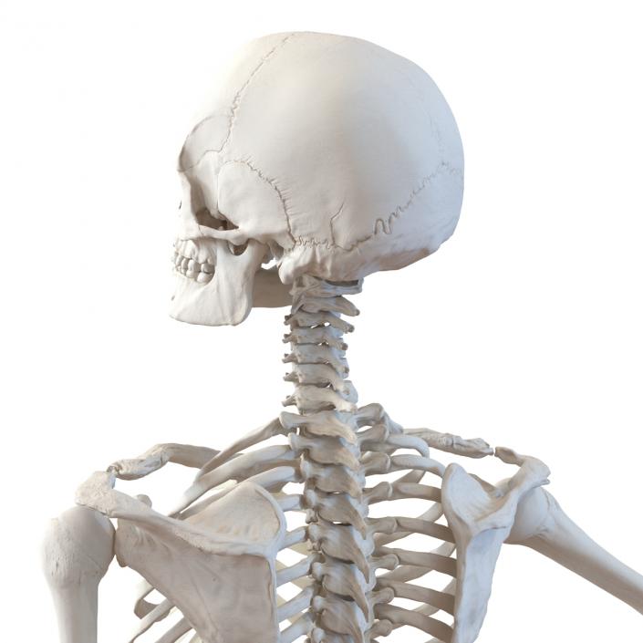 3D Human Female Skeleton Pose 2 model