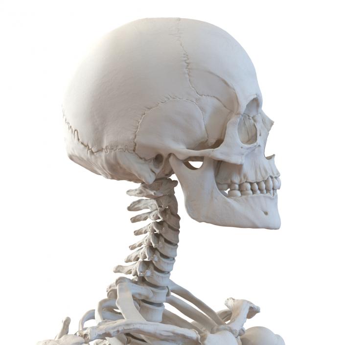 3D Human Female Skeleton Pose 2 model