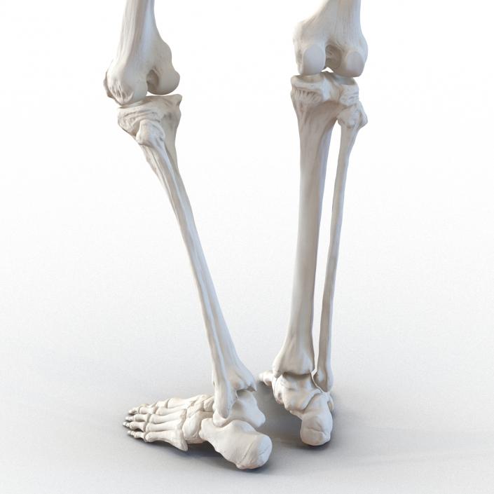 3D Human Female Skeleton Pose 2 model