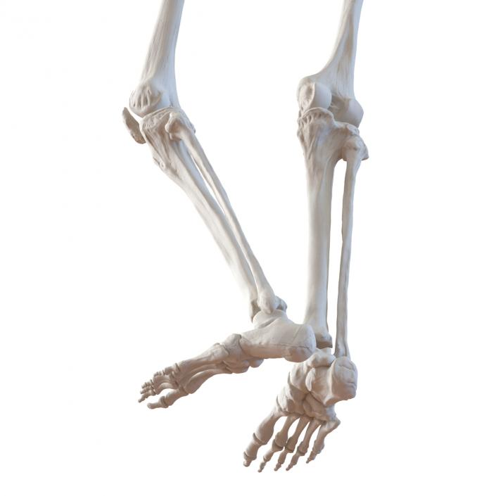 3D Human Female Skeleton Pose 2 model