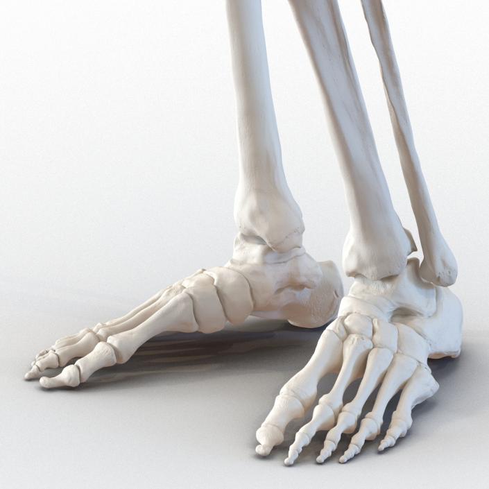 3D Human Female Skeleton Pose 2 model