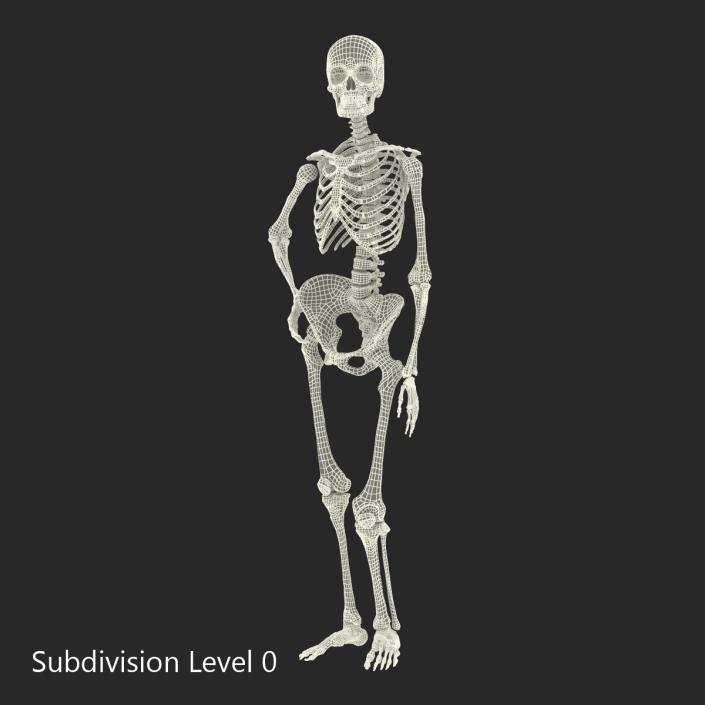 3D Human Female Skeleton Pose 2 model