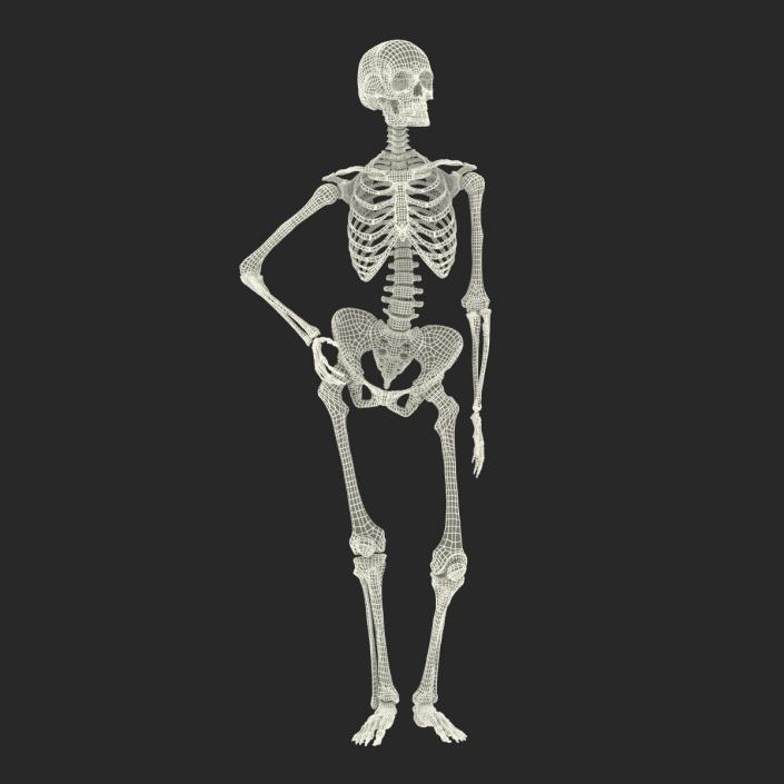 3D Human Female Skeleton Pose 2 model