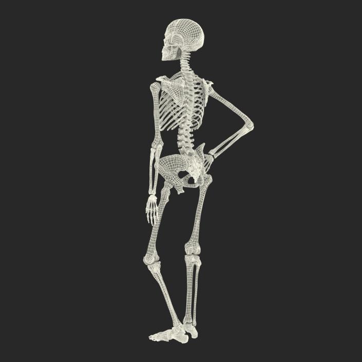 3D Human Female Skeleton Pose 2 model