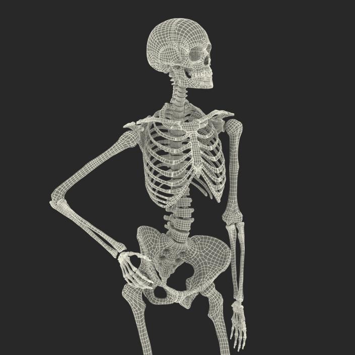 3D Human Female Skeleton Pose 2 model